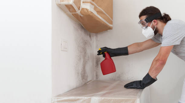 Basement Mold Remediation treatment on basement walls in Cave Creek