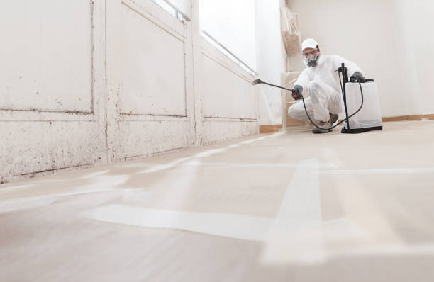 Black mold remediation team in Cave Creek